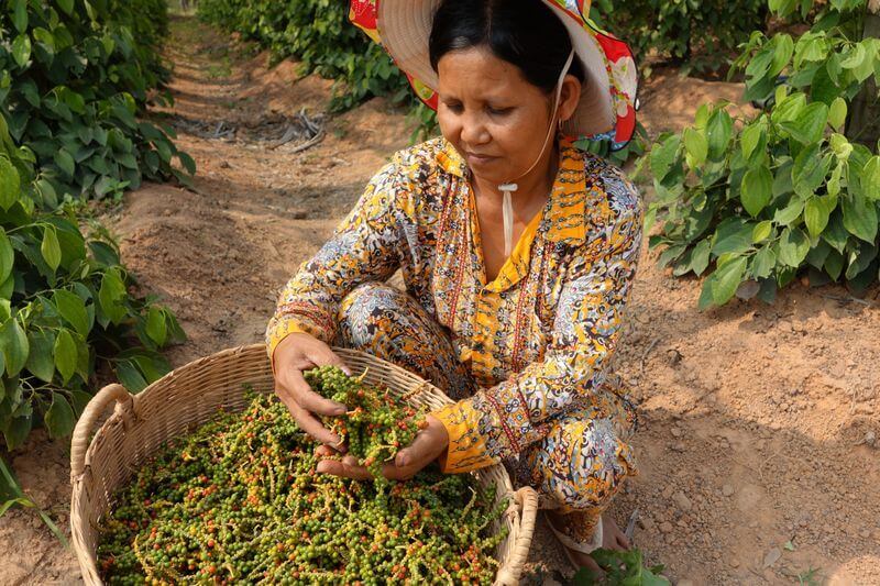 une femme khmer en train de trié des grappes de poivre de kampot vert venant tout juste d'être récoltées