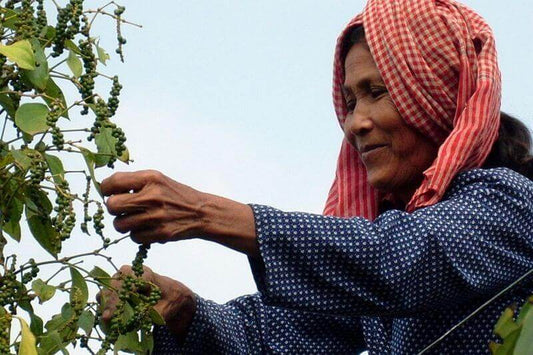 Une femme khmère qui récolte du poivre dans un poivrier
