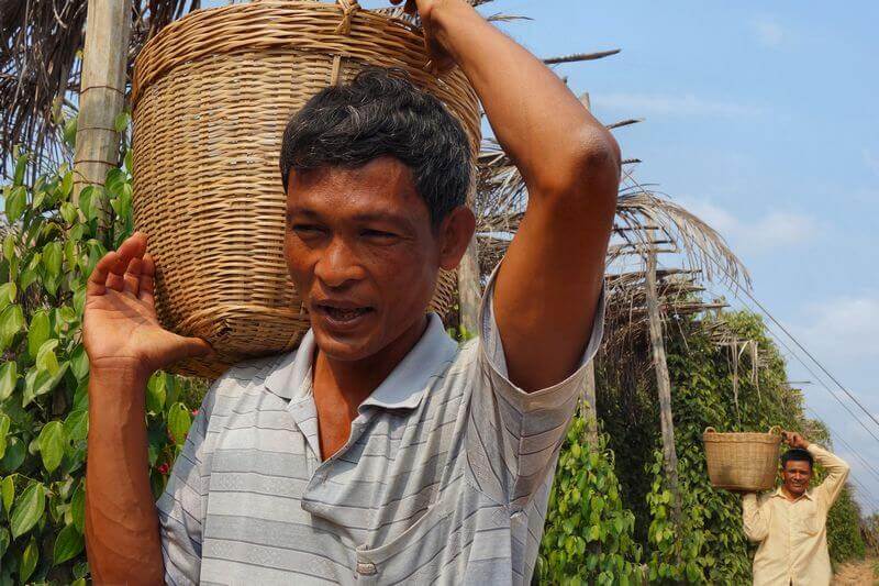deux hommes khmer portant des paniers en osier dans les plantations de poivre du cambodge
