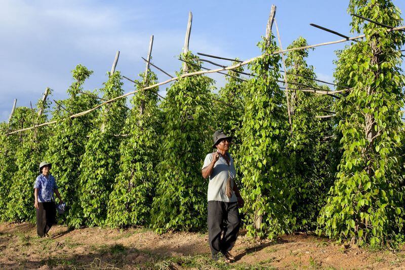deux producteurs de poivre au milieu de leurs plantations à kampot