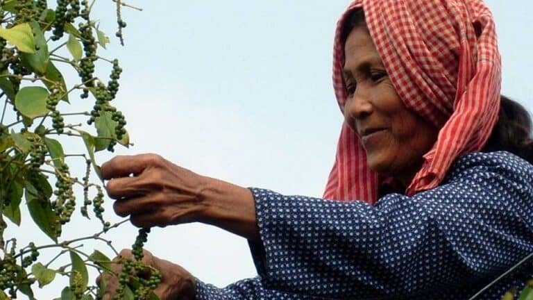 une productrice de poivre de kampot pendant la récolte