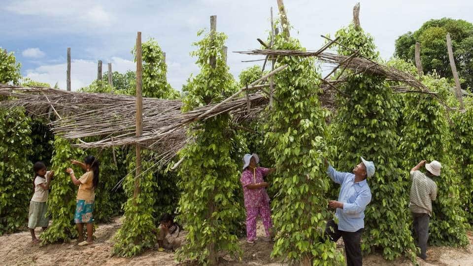 plusieurs producteurs qui récoltent du poivre de kampot