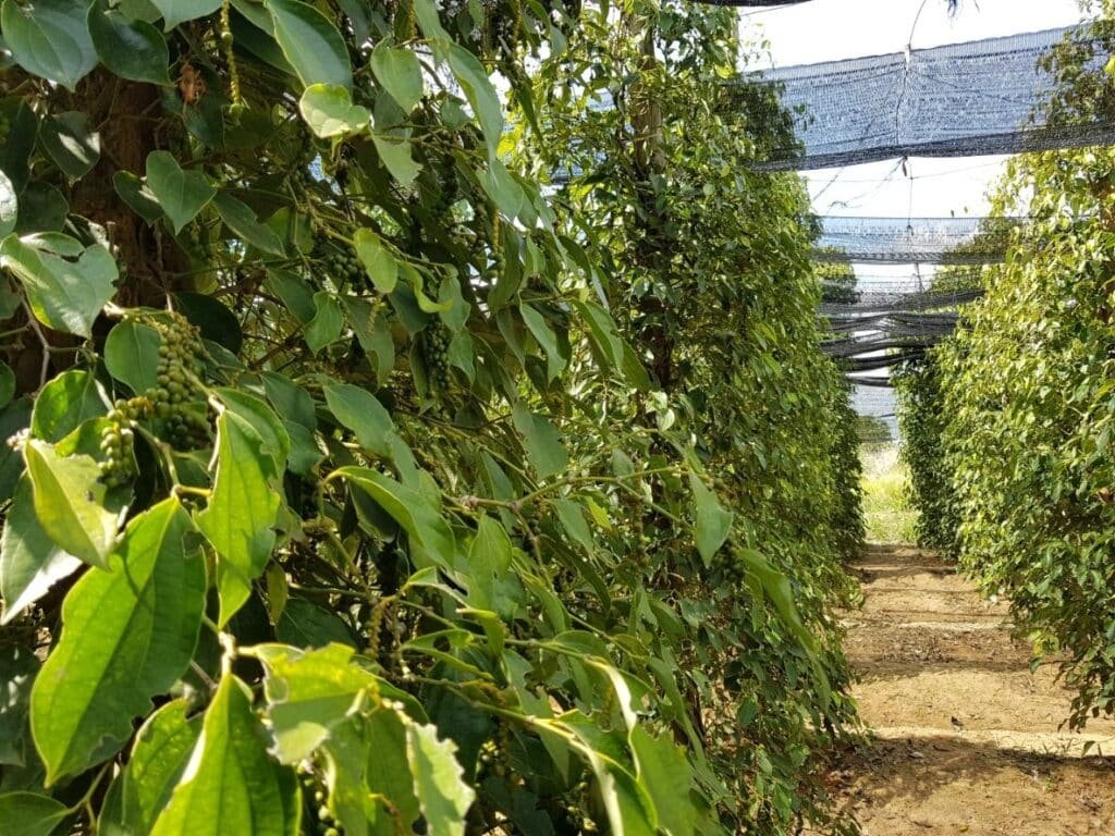 Allée de poivriers dans une plantation de Kampot