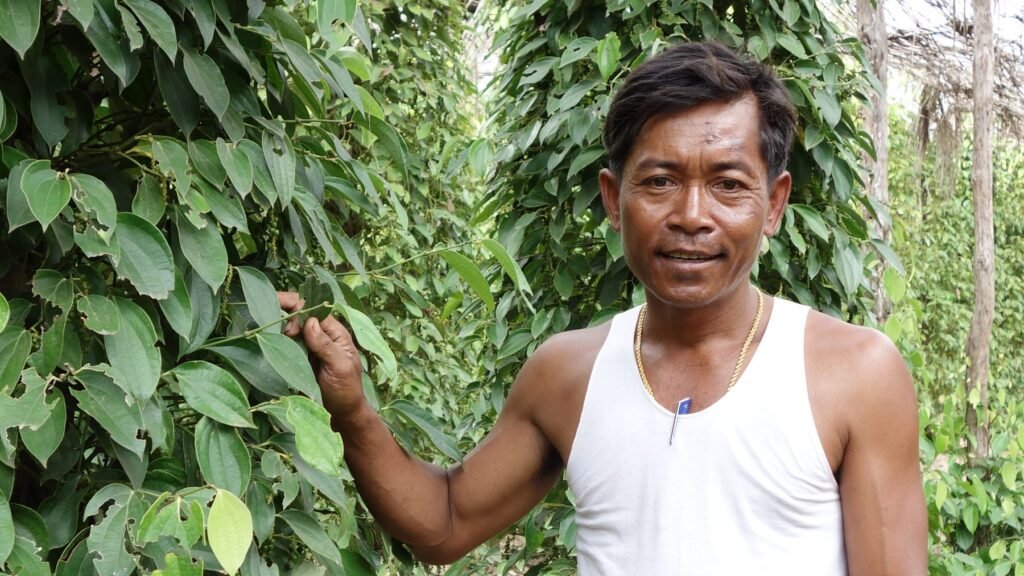 Producteur de poivre de Kampot devant ses poivriers