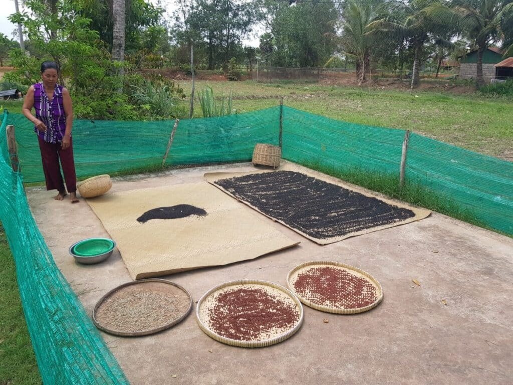 Séchage au soleil du poivre de Kampot noir, rouge et blanc