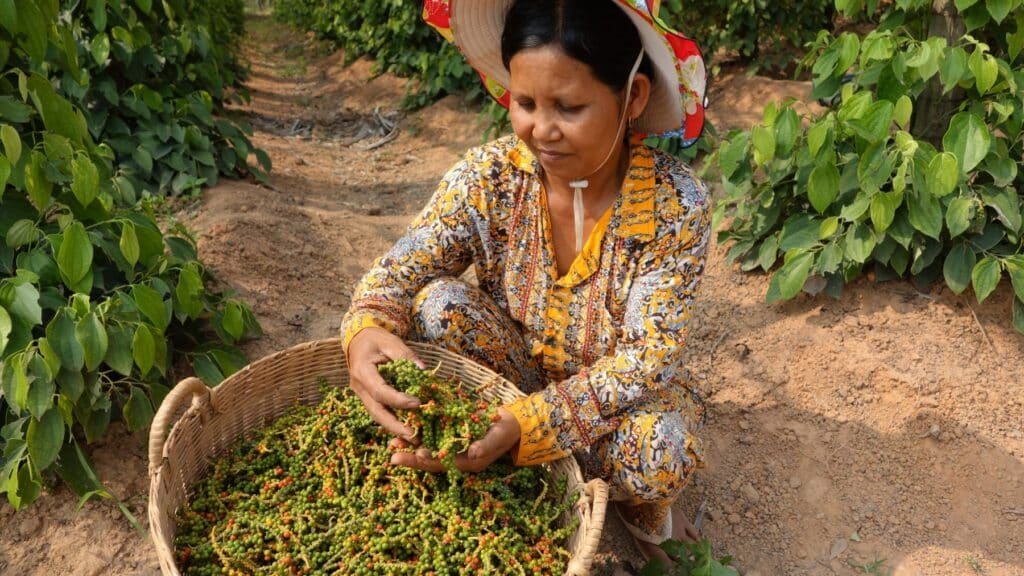 Productrice triant la récolte de poivre vert de Kampot